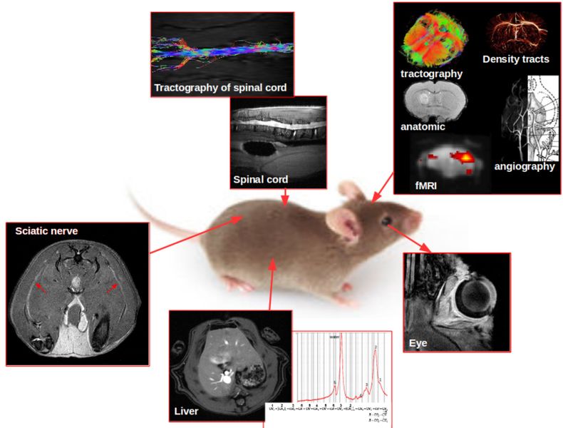 MRI rodents in-vivo-x3.jpg